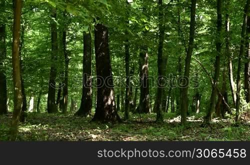 Forest detail with hornbeam and oak trees