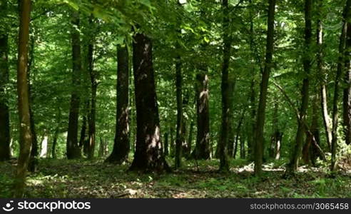 Forest detail with hornbeam and oak trees