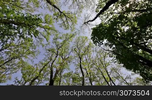 Forest detail with hornbeam and oak trees