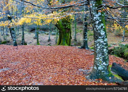 forest details of the portuguese national park