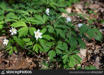 Forest during springtime, close up image of windflowers  Anemone nemorosa 