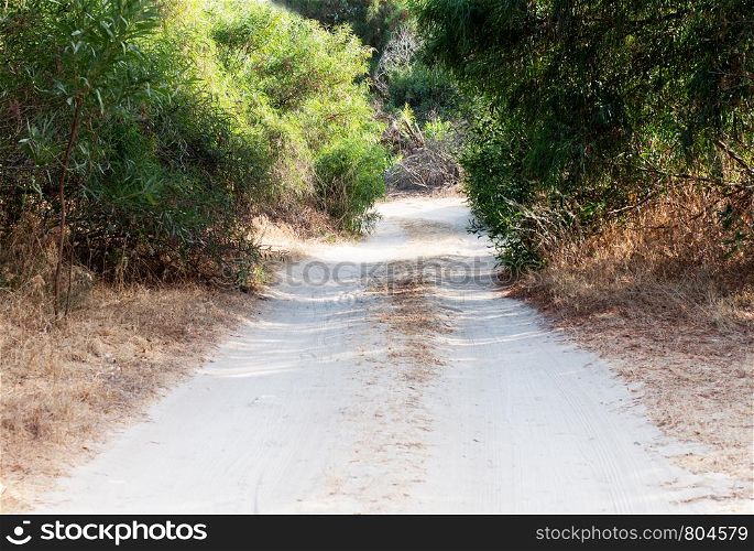 Forest dusty road for cars between the trees. Traces drove cars in the sand.. Dusty forest road for cars between trees