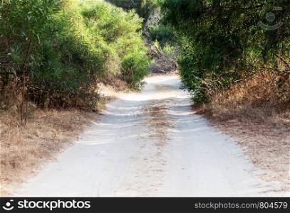 Forest dusty road for cars between the trees. Traces drove cars in the sand.. Dusty forest road for cars between trees