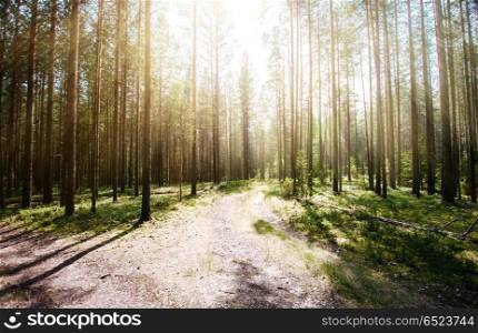 Forest. Ecology summer green. Forest. Ecology summer green landscape background. Forest. Ecology summer green