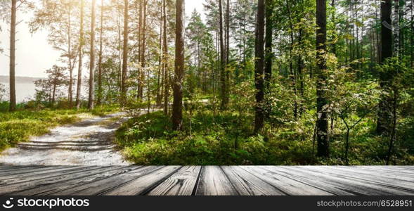 Forest. Ecology summer green landscape background outdoor. Forest. Ecology summer green. Forest. Ecology summer green