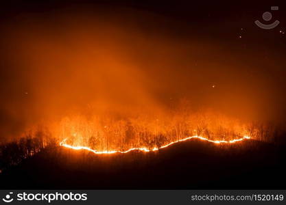 Forest fire burning trees at night.