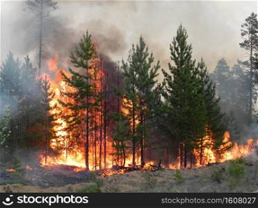Forest fire, fire and smoke in the forest. Wildfires.. Forest fire, fire and smoke in forest. Wildfires.