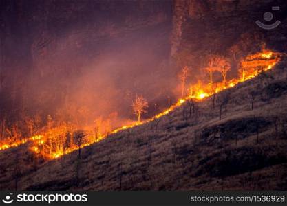 Forest fire on mountains.
