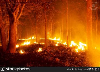 Forest fire, Wildfire burning tree in red and orange color at night in the forest at night, North Thailand.. Forest fire, Wildfire.