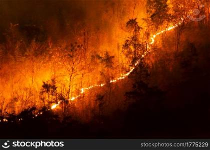 Forest fire, Wildfire burning tree in red and orange color at night in the forest on mountain, North Thailand, Soft focus.. Forest fire, Wildfire.