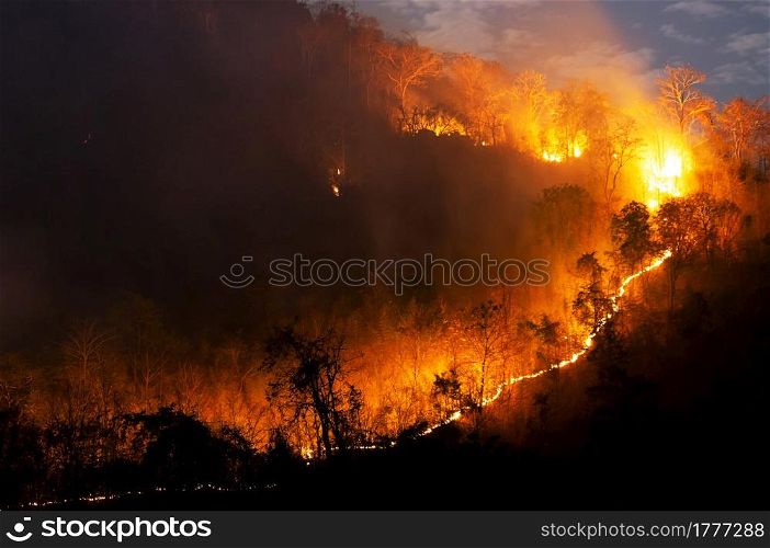 Forest fire, Wildfire burning tree in red and orange color at night in the forest on mountain, North Thailand, Soft focus.. Forest fire, Wildfire.