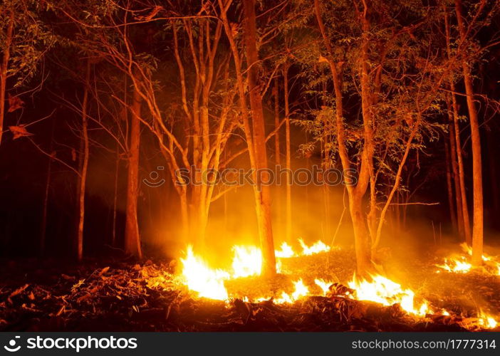 Forest fire, Wildfire burning tree in red and orange color at night in the forest at night, North Thailand.. Forest fire, Wildfire.