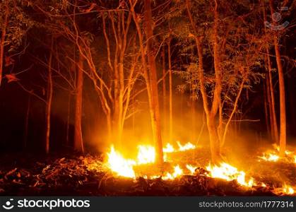 Forest fire, Wildfire burning tree in red and orange color at night in the forest at night, North Thailand.. Forest fire, Wildfire.
