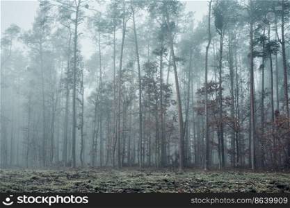 Forest flooded with heavy fog. Nature landscape view of foggy forest in autumn season. Natural scene background. Forest in heavy fog. Nature landscape view of foggy forest in autumn season