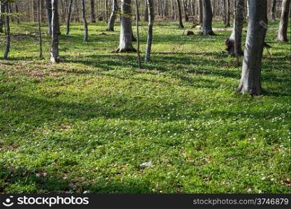 Forest floor in spring. Forest floor in spring with wood anemones and green cover