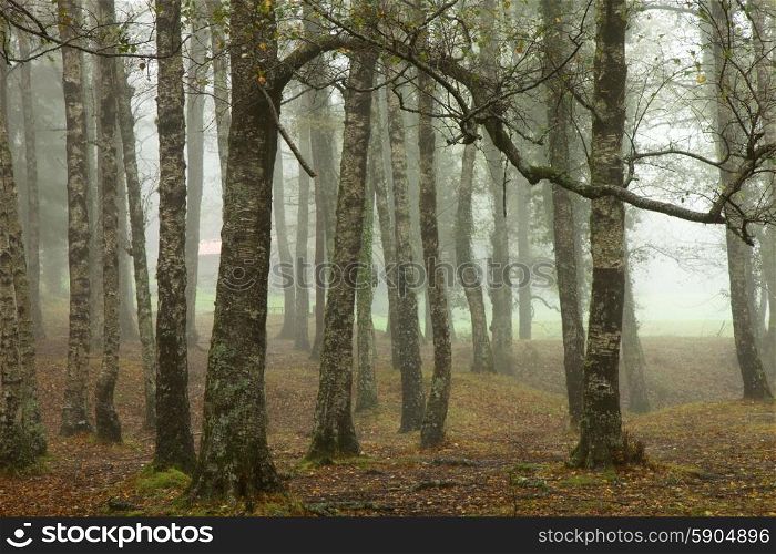 forest fog in the portuguese national park