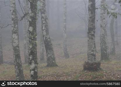 forest fog in the portuguse national park