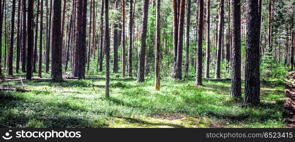 Forest. Forest. Wild plants and trees. Ecology panorama. Forest