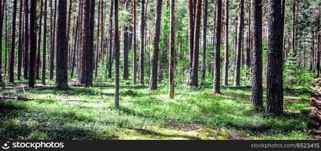 Forest. Forest. Wild plants and trees. Ecology panorama. Forest