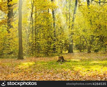 forest glade illuminated by sunlight in autumn