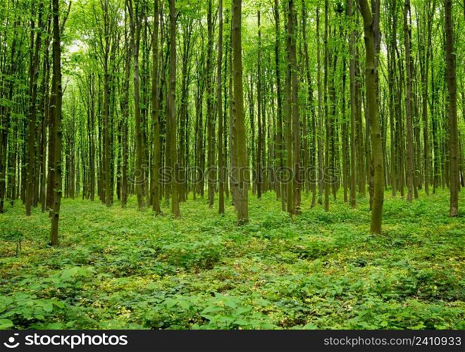 forest green