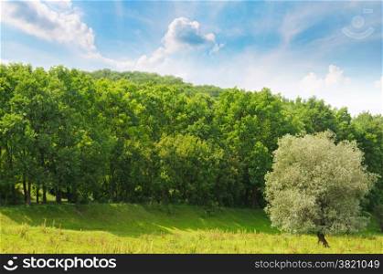 forest ,green meadow and blue sky
