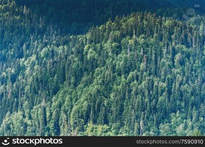 Forest green trees. Ecology summer tropical background. Forest green trees