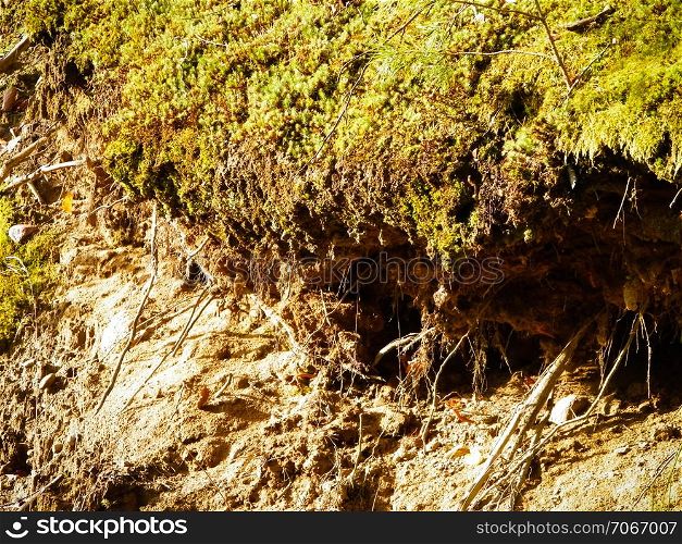 Forest ground as nature background. Forest bedding, nature concept.. Forest ground as nature background.