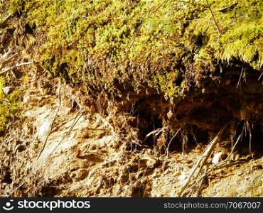 Forest ground as nature background. Forest bedding, nature concept.. Forest ground as nature background.