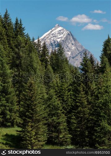 Forest: Group of Green Firs in Summer Time and Peak of Italian Dolomites Alps in Background.. Forest: Group of Green Firs in Summer Time and Peak of Italian Dolomites Alps in Background