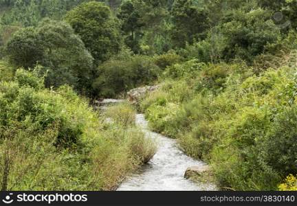 forest in africa with water in the river