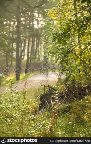 Forest in autumn in soft, sunny light