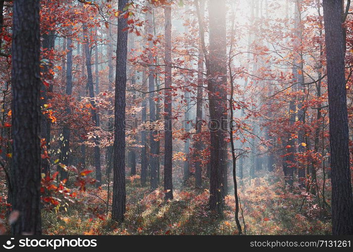 Forest in autumn season. Colorful foliage on trees lit by morning sunlight. Natural nature forest landscape in autumn warm sunlight day