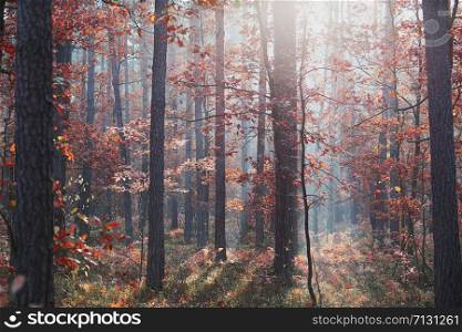 Forest in autumn season. Colorful foliage on trees lit by morning sunlight. Natural nature forest landscape in autumn warm sunlight day