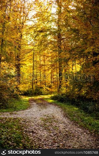 Forest in autumn with way
