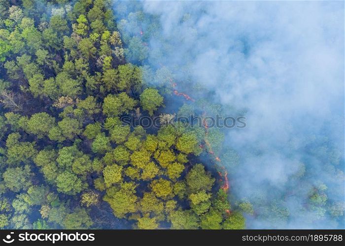 Forest in California with panoramic aerial wildfire is burning trees smoke fire dry grass. Forest in California with panorama aerial wildfire is burning trees dry grass