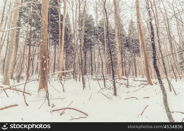 Forest in Denmark with snow in the winter