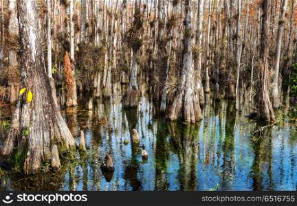 Forest in Everglades. Typical cypress forest in Everglades National Park, Florida