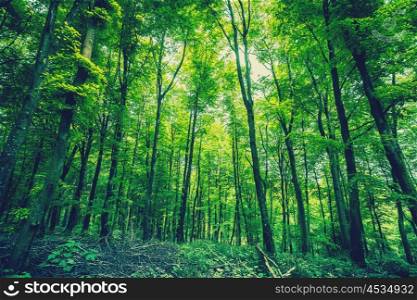 Forest in green colors in the springtime