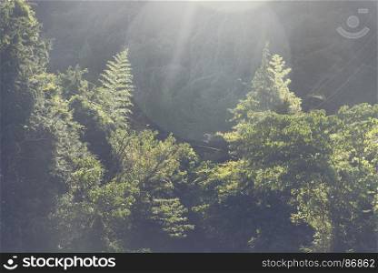 forest in Japan with morning sunlight, tropical forest