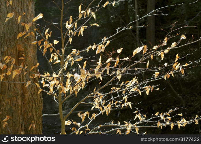Forest in late fall with backlit dry leaves