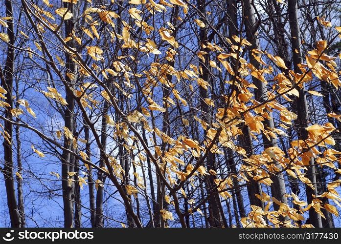 Forest in late fall with bright blue sky