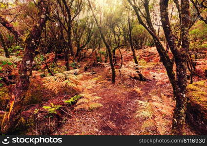 Forest in Madeira