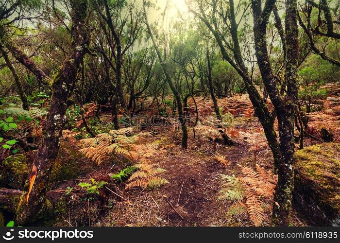 Forest in Madeira