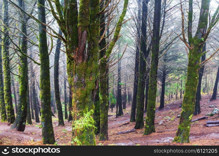 Forest in Madeira