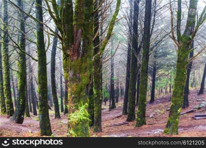 Forest in Madeira