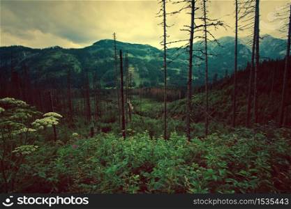 Forest in mountanis. Nature concept on vintage picture.