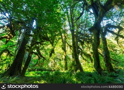 Forest in Olympic National Park, Washington