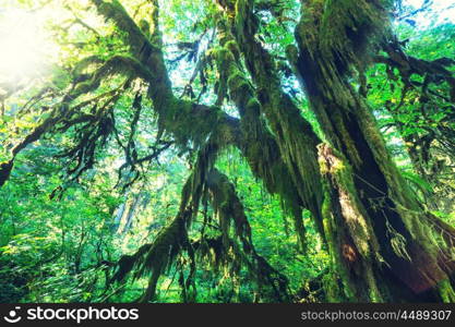 Forest in Olympic National Park, Washington