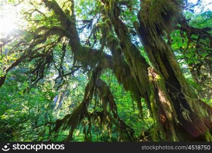 Forest in Olympic National Park, Washington